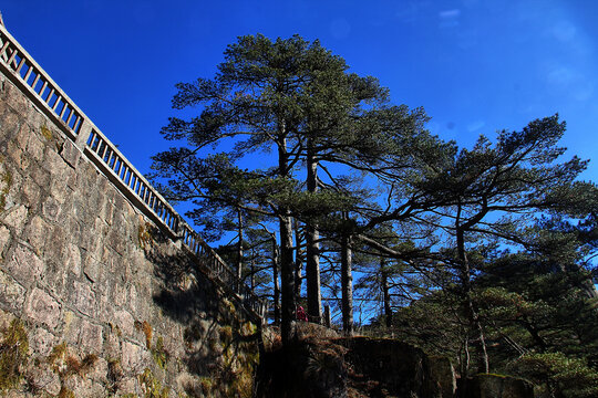 黄山松黄山登山