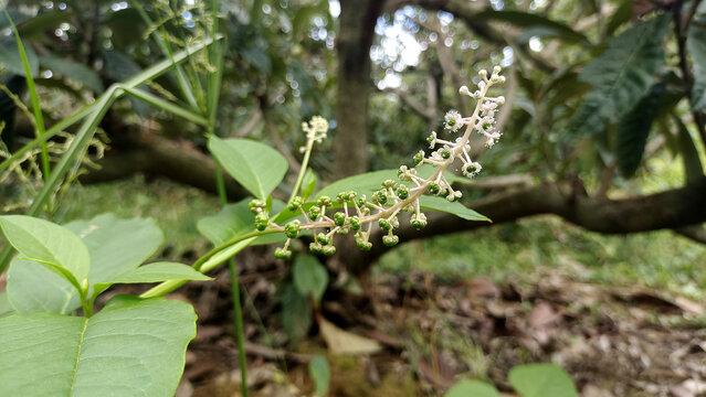 小草