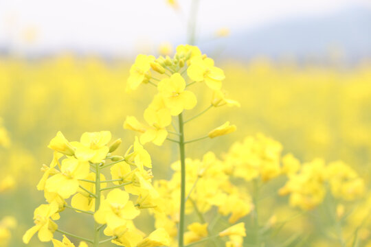 油菜花特写