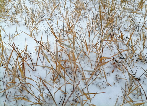 雪地枯草