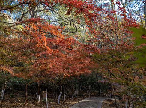 栖霞山