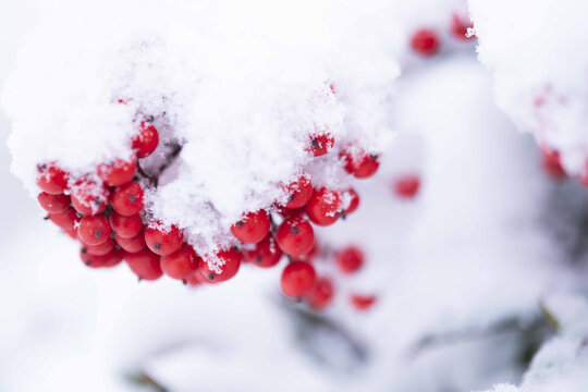 雪中红色的南天竹果实