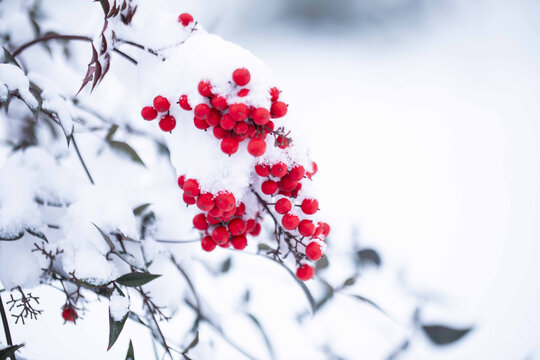 雪中红色的南天竹果实