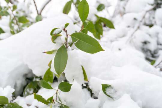 春雪压枝头