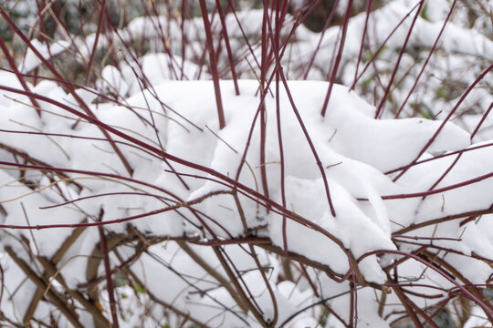 雪松