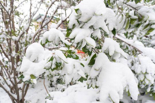 树枝上的雪