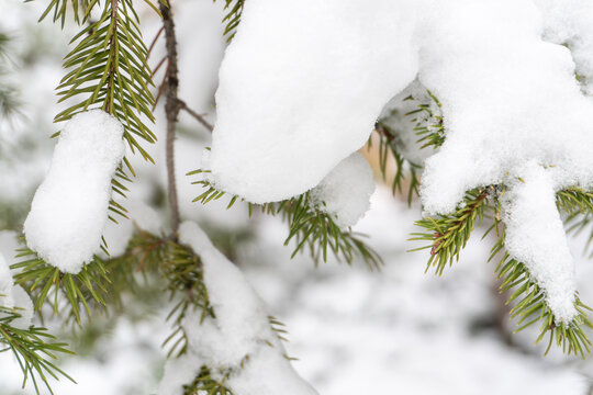 雪后松树