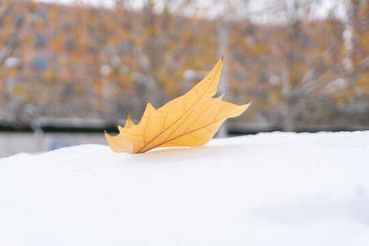 积雪落叶