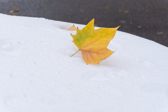 白雪落叶