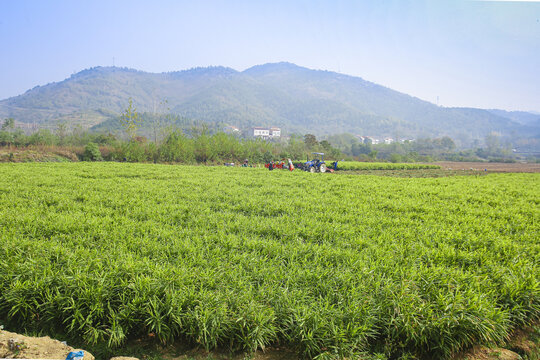 小黄姜产地