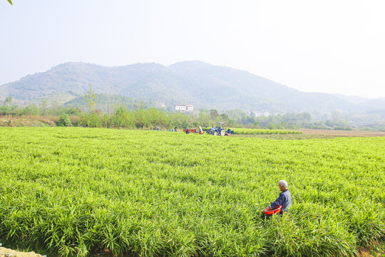 小黄姜产地