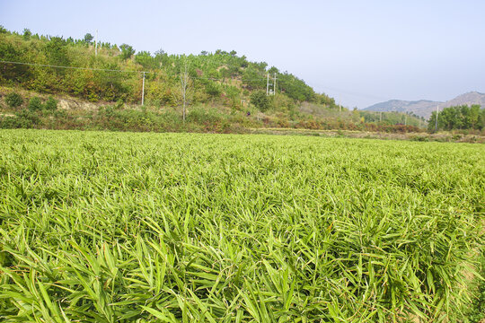 小黄姜产地