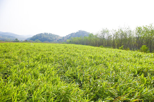 小黄姜产地