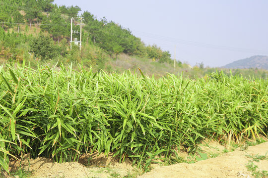 小黄姜产地