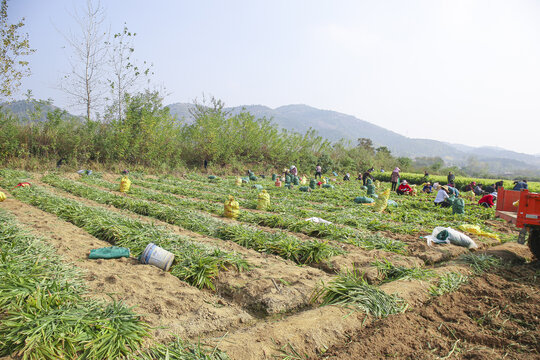 小黄姜产地