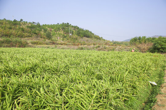 小黄姜产地