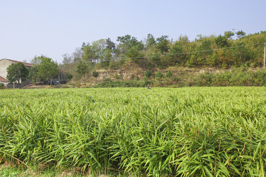 小黄姜产地