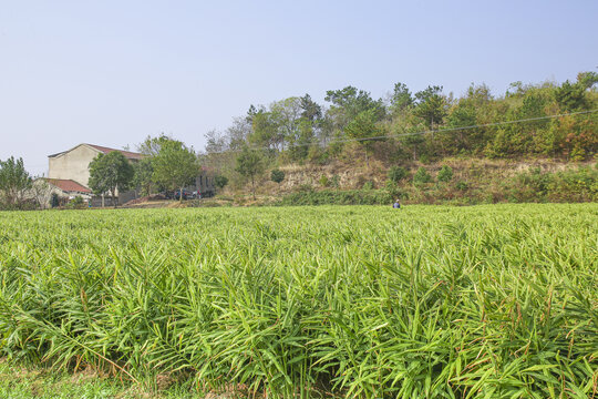 小黄姜产地