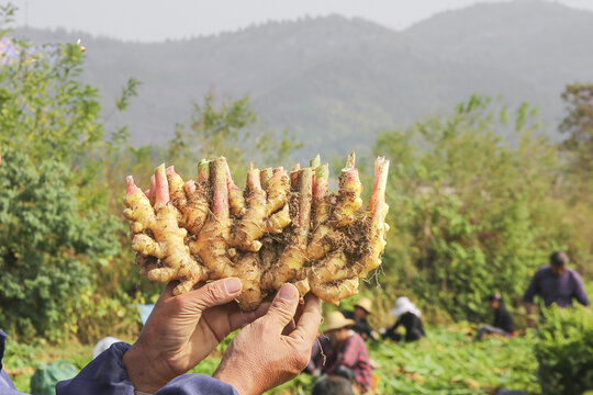 小黄姜产地