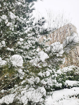 雪景