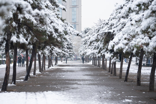 冬季雪景