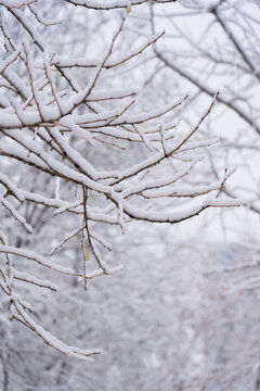 冬季雪景