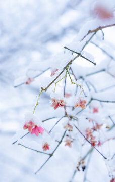 冬季雪景