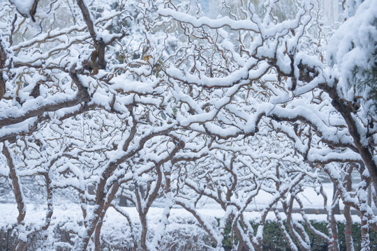 冬季雪景