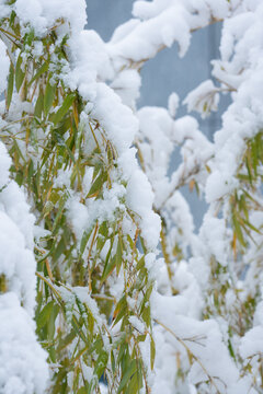 冬季雪景