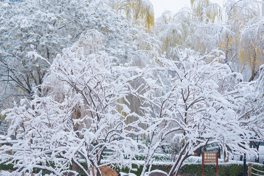 冬季雪景