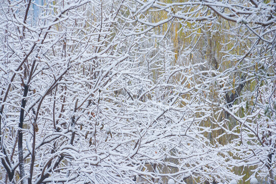 冬季雪景