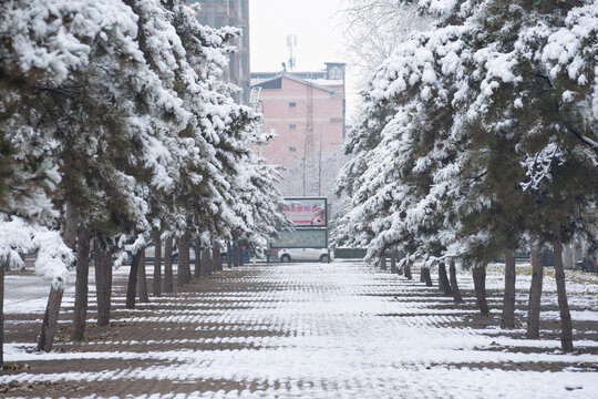 冬季雪景