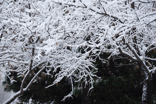 冬季雪景