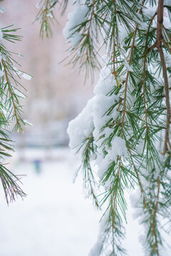 冬季雪景