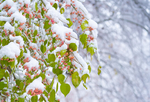 冬季雪景