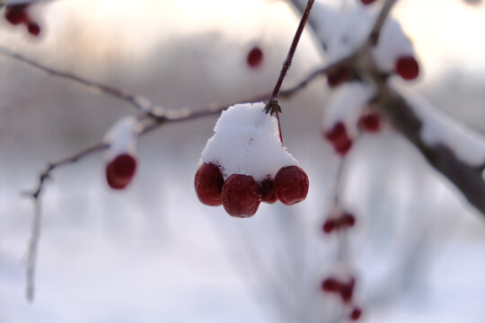 雪后海棠