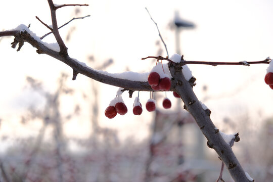 雪后海棠