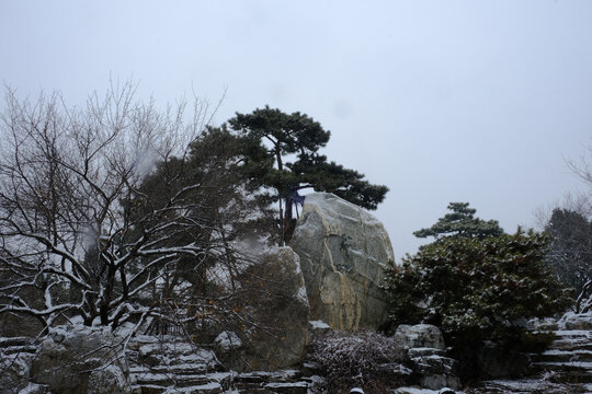 北京奥森雪景雪松