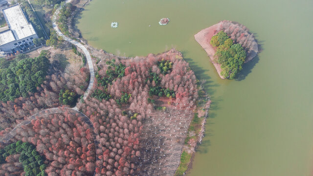 湖边的红树林