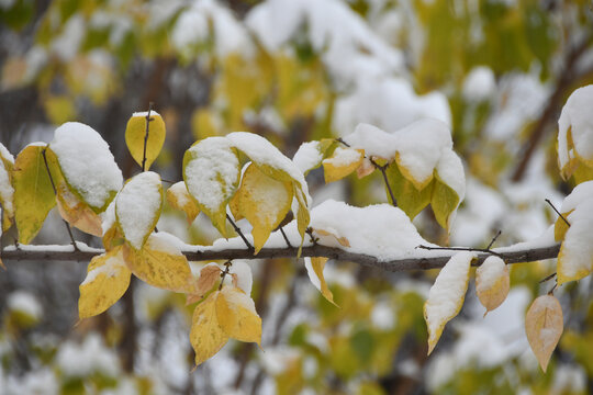 雪后树叶