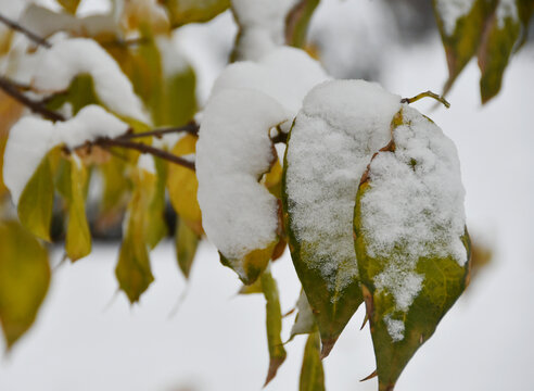 雪后树叶