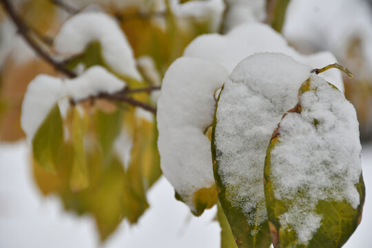 雪后树叶