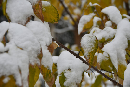 雪后树叶