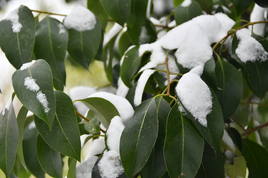 雪后树叶