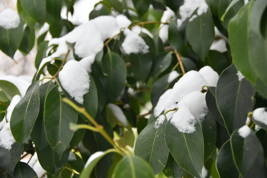 雪后树叶