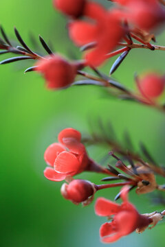 澳洲腊梅花