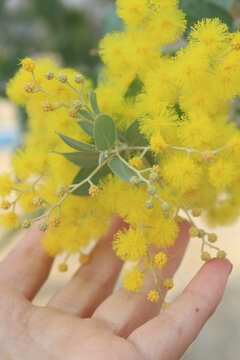 黄色绒花