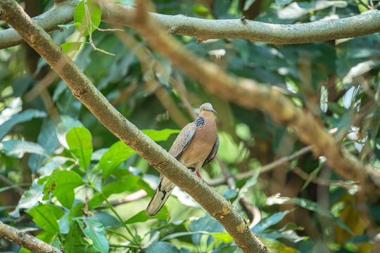 栖息在树上的珠颈斑鸠