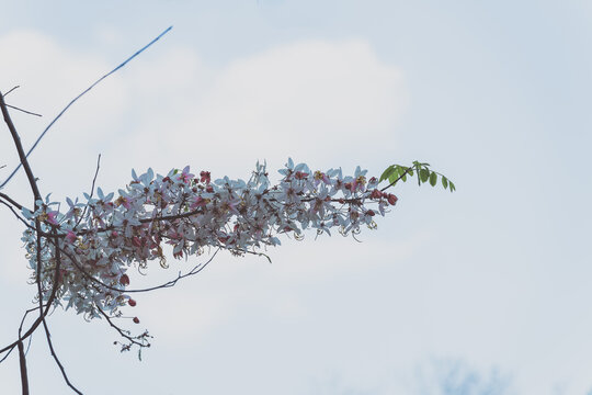 盛开的节荚决明花