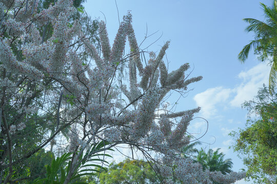 盛开的节荚决明花